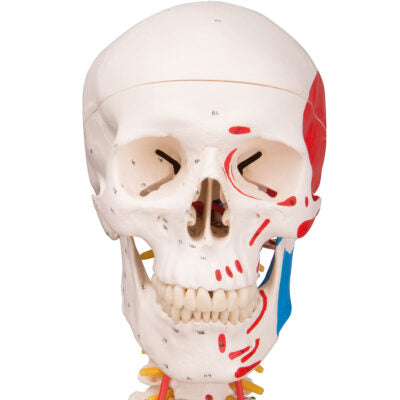 Super Skeleton Sam, on 5-Feet Stand A13 2