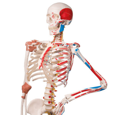 Super Skeleton Sam, on 5-Feet Stand A13 5