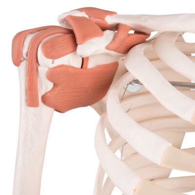 Super Skeleton Sam, on 5-Feet Stand A13 6