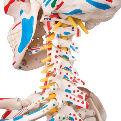 Super Skeleton Sam, on 5-Feet Stand A13 8