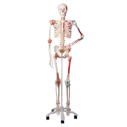 Super Skeleton Sam, on 5-Feet Stand A13