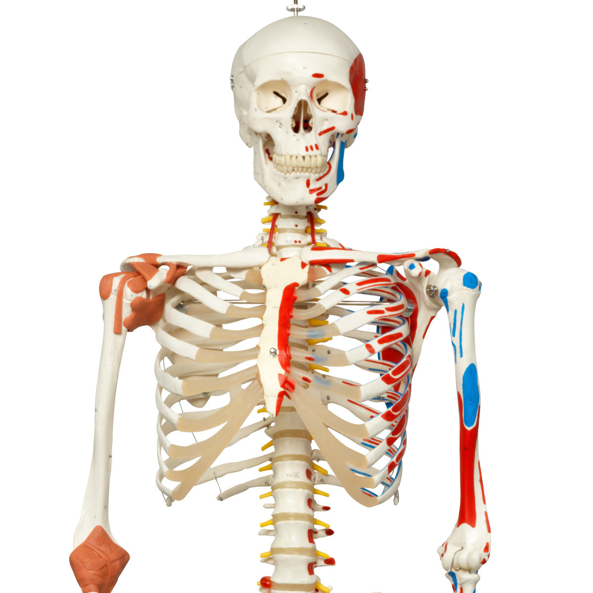 Super Skeleton Sam, on Hanging Stand  A13/1
