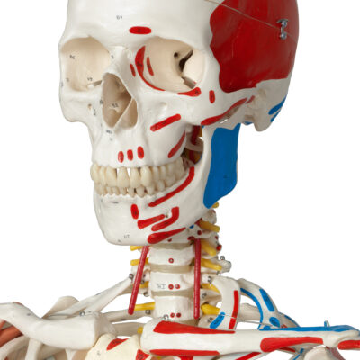 Super Skeleton Sam, on Hanging Stand  A13/1 2
