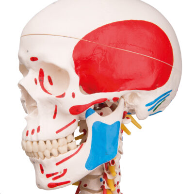 Super Skeleton Sam, on Hanging Stand  A13/1 8