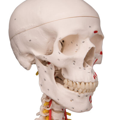 Super Skeleton Sam, on Hanging Stand  A13/1 7