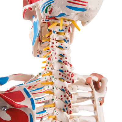 Super Skeleton Sam, on Hanging Stand  A13/1 6