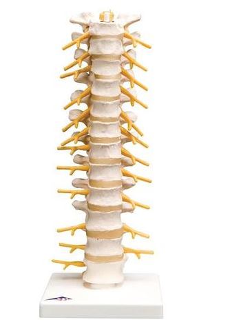 Thoracic Spinal Column A73