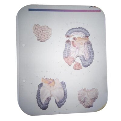 Torso-Classroom-Set  B02 2