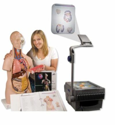 Torso-Classroom-Set  B02 1