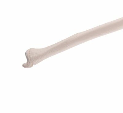 Ulna A45/2 2