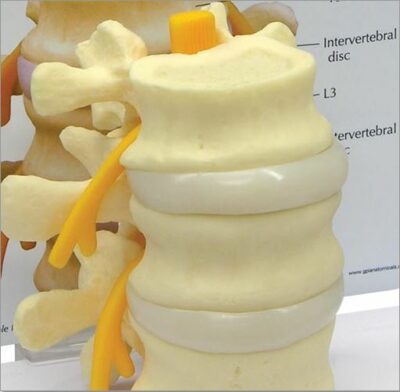 Vertebrae Basic G150 2