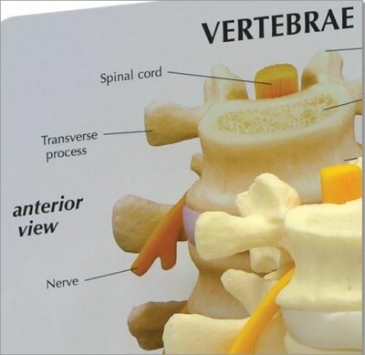 Vertebrae Basic G150 3