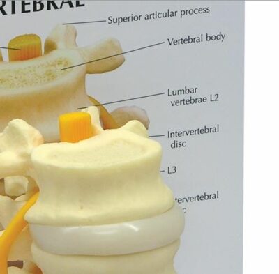 Vertebrae Basic G150 4