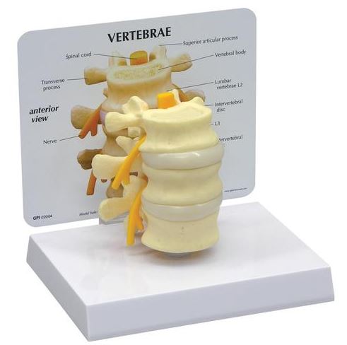 Vertebrae Basic G150
