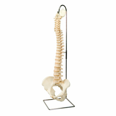 Vertebral  Column BONElike™  A794 1