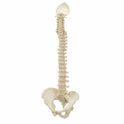 Vertebral  Column BONElike™  A794 2