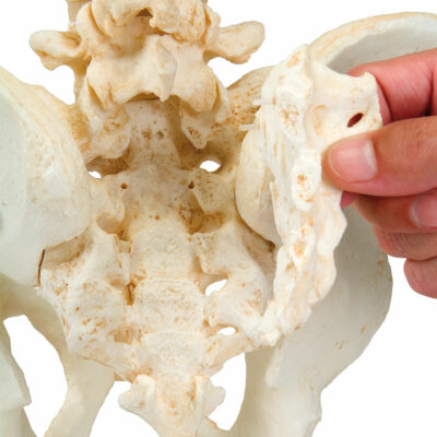 Vertebral  Column BONElike™  A794 3