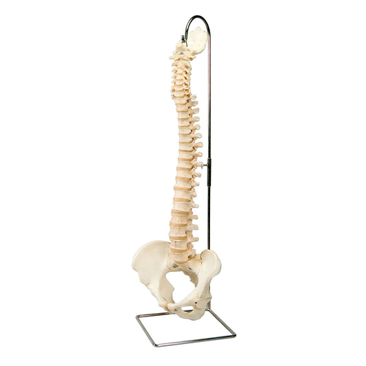 Vertebral  Column BONElike™  A794