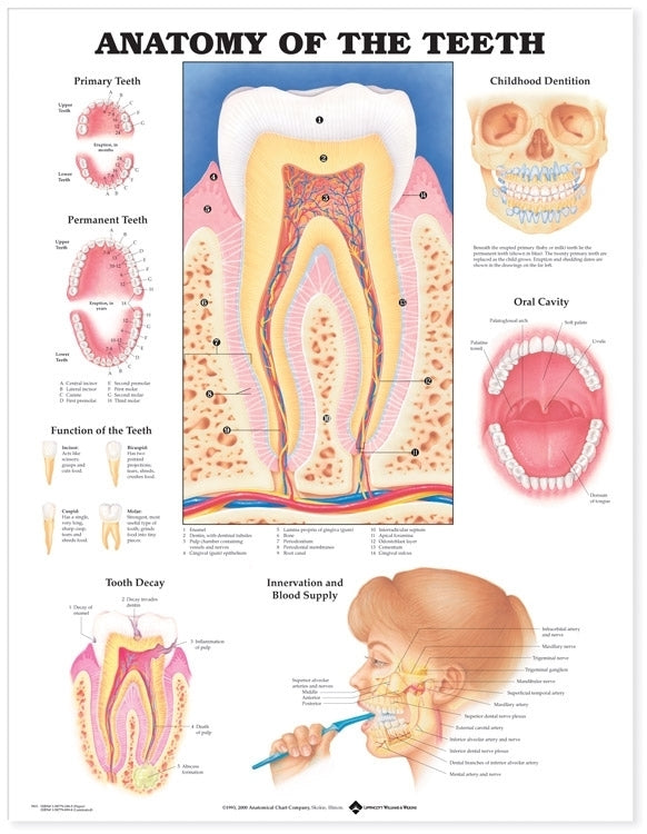 Anatomy of the Teeth Anatomical Chart 9931