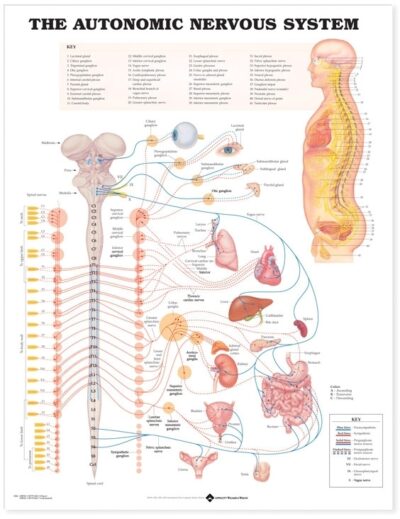 Autonomic Nervous System Anatomical Chart 8026 1