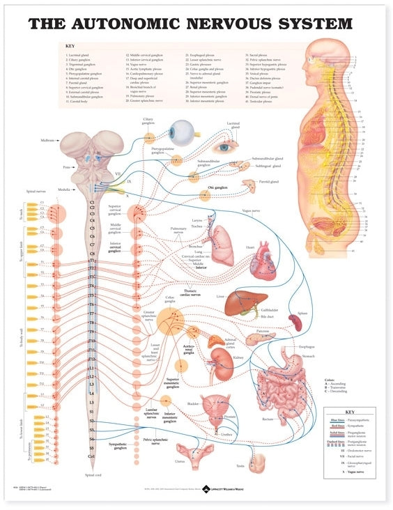 Autonomic Nervous System Anatomical Chart 8026