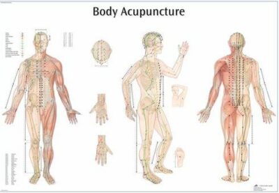 Body Acupuncture Chart VR1820 1
