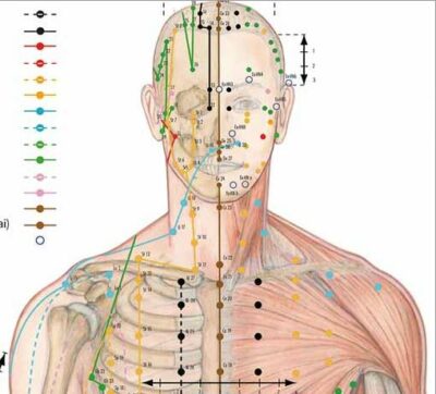Body Acupuncture Chart VR1820 2