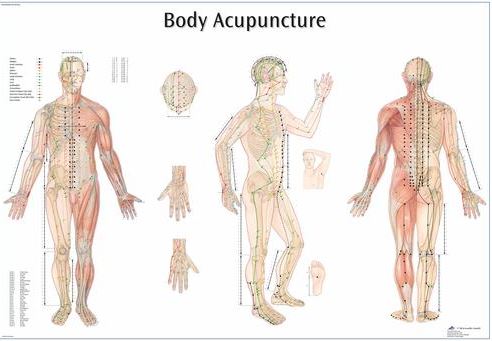 Body Acupuncture Chart VR1820