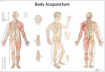 Body Acupuncture Chart VR1820