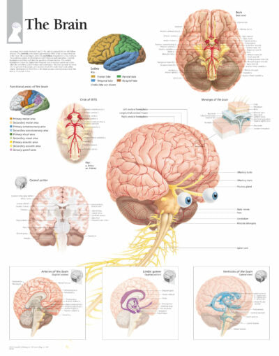 Brain 1700 1