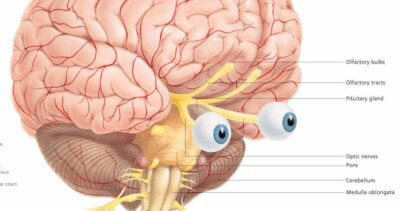 Brain 1700 3