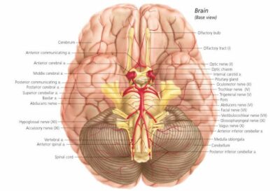 Brain 1700 2