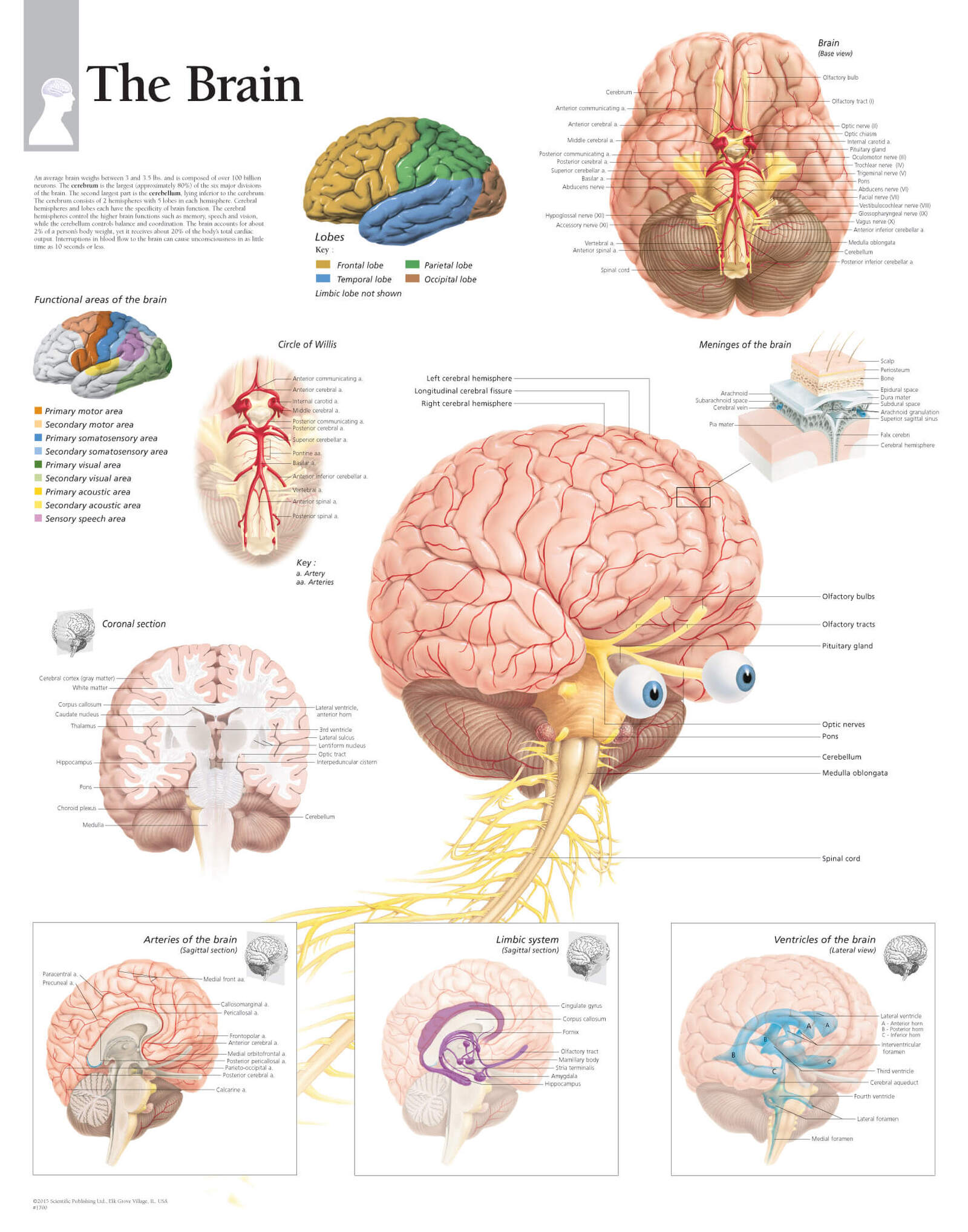 Brain 1700