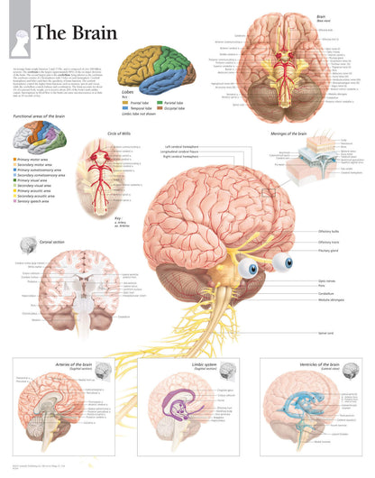Brain 1700