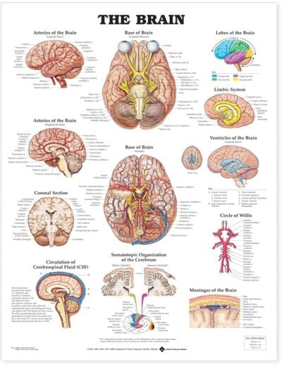 Brain Anatomical Chart 9920 1