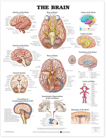 Brain Anatomical Chart 9920