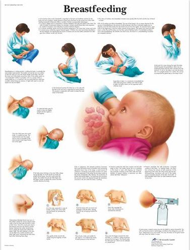 Breastfeeding Chart VR1557