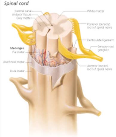 Central Nervous System 1750 2