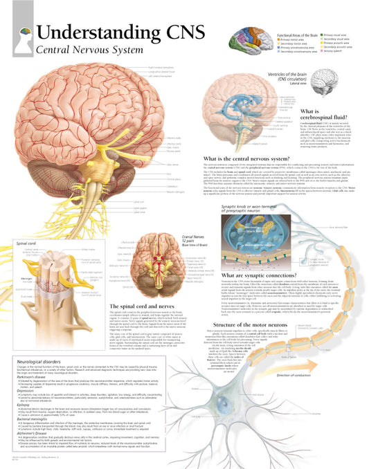 Central Nervous System 1750