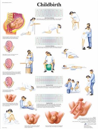 Childbirth Chart VR1555