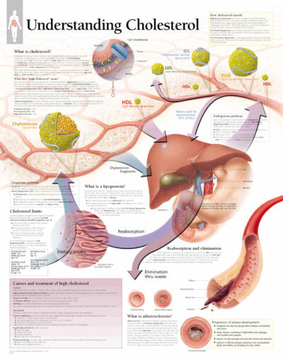 Cholesterol 1651 1