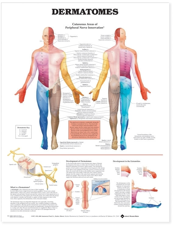 Dermatomes Anatomical Chart 8022