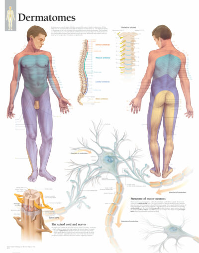 Dermatomes 2702 1