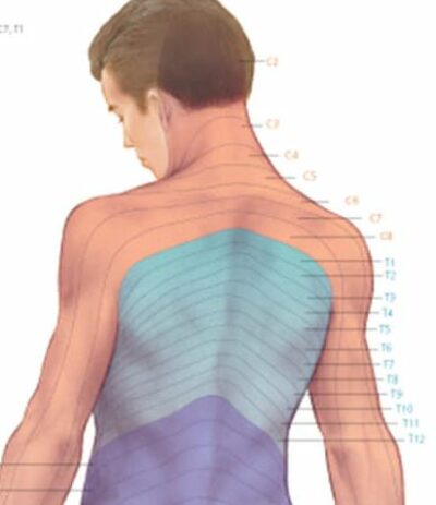 Dermatomes 2702 2