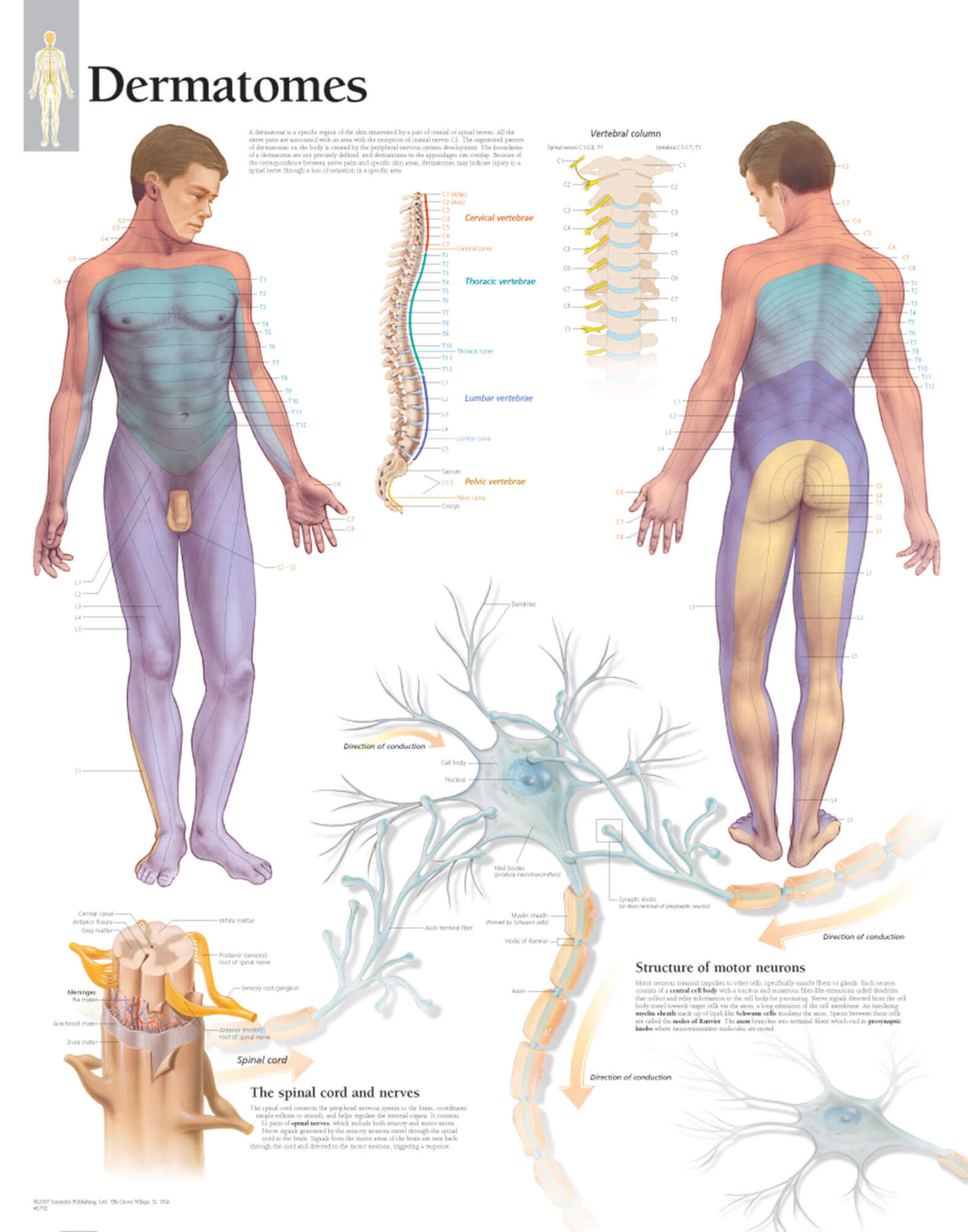 Dermatomes 2702
