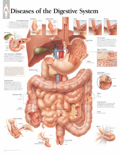 Diseases of Digestive System 1552 1