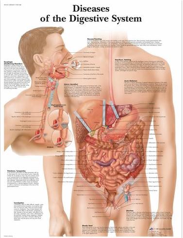 Diseases of the Digestive System Chart VR1431