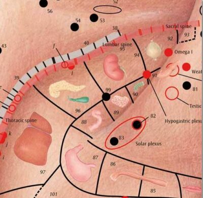 Ear Acupuncture Chart VR1821 2