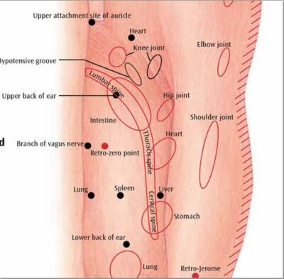 Ear Acupuncture Chart VR1821 1