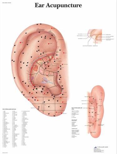 Ear Acupuncture Chart VR1821